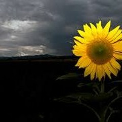 Sale el sol