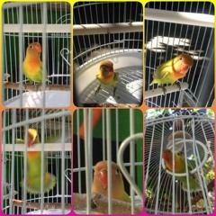 Birdsong Lovebird - Kicau Burung Gacor (Suara Master Kicau Burung) Love Bird Kepala Emas HD