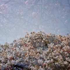 A Broken Kalimba Weeping Quietly