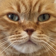 Shmeow - Avec PoissonChatte