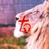 lion-of-judah-live-jesus-army