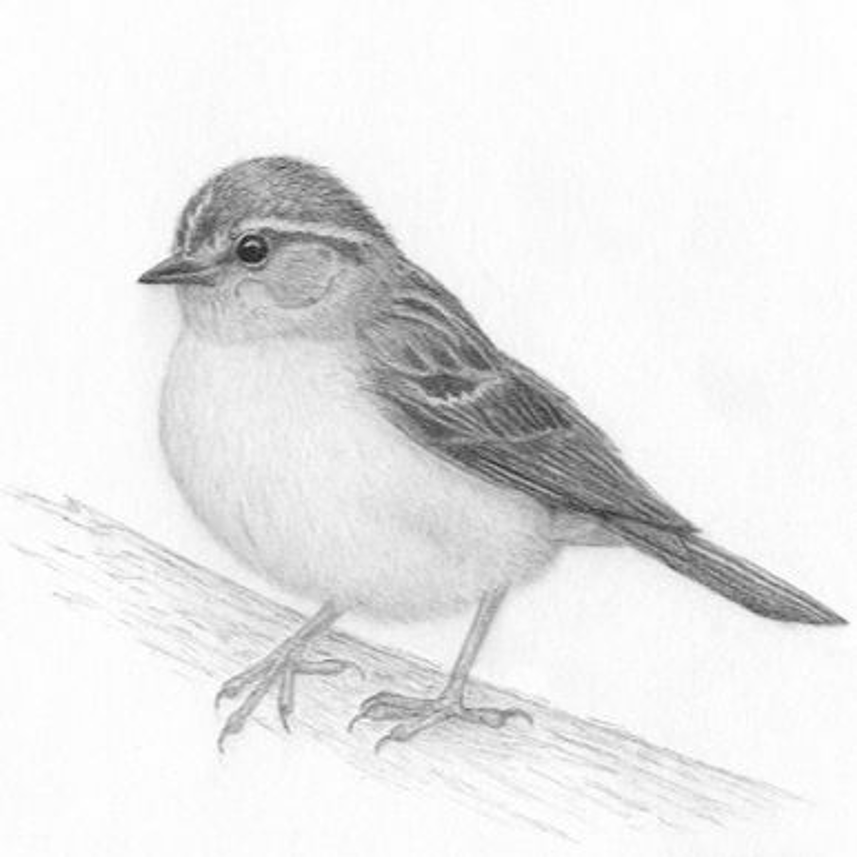 Help Identify This Bird? episode artwork