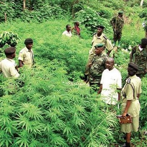 SMOKE GANJA-BaffuChaffu