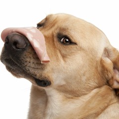 Dr. Joel Wallach Discusses Pet Nutrition