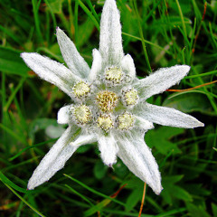 Edelweiss - 1st piece (excerpt)