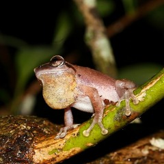 Philotus Frog Croaking