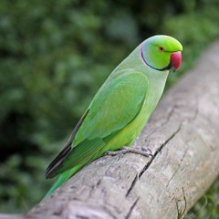 Rose - Ringed Parakeet