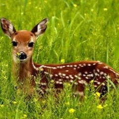 Spotted Deer Fawn