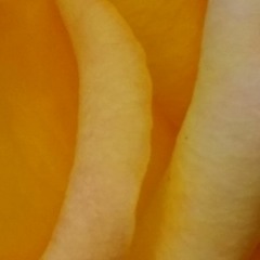 ( a cover ) atoms for peace "default"