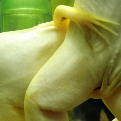 LIT INTERNET X MC PR - PERERECA BANSHEE [YUNG BRUJO EDIT]