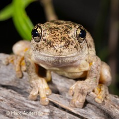 Frog Chorus in the Australian Outback