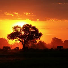 ***AFRICA***