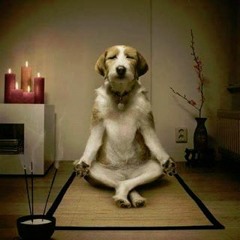 The Fido Meditations - Feat Joerxworx
