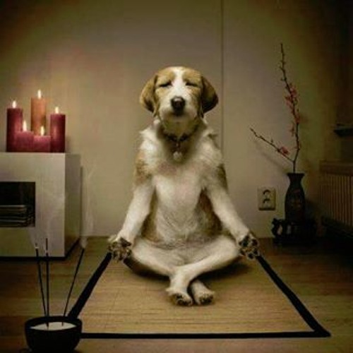 The Fido Meditations - Feat Joerxworx