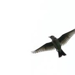 The Lark