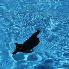 Noirot et la Piscine - Cavale Rital (extrait live)