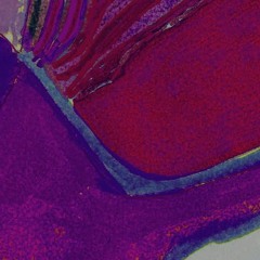 Mud Moths - Pool Alarm