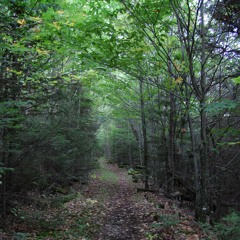 A Journey In The Forest