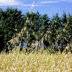 Free Land