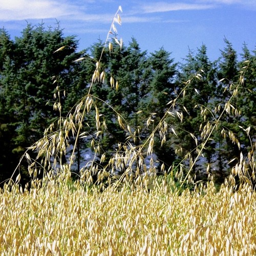 Free Land