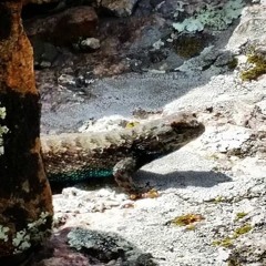 lizard on mossy amethyst