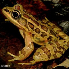 Pickerel Frog  |  Rana palustris  |  Lithobates palustris
