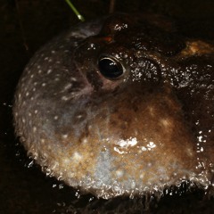 Notaden melanoscaphus - chorus - Darwin area, Northern Territory.