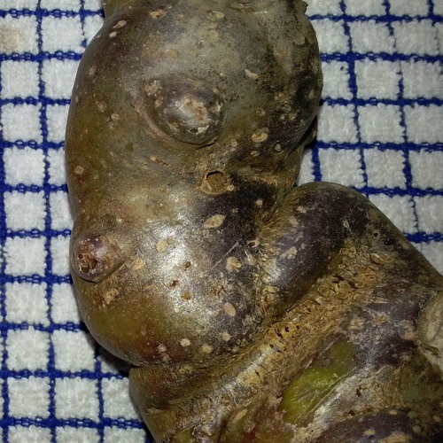 Deep Brown Potato