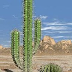 swoon_tobias_elephantcactus