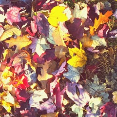 dead leaves (prod. chromakey)