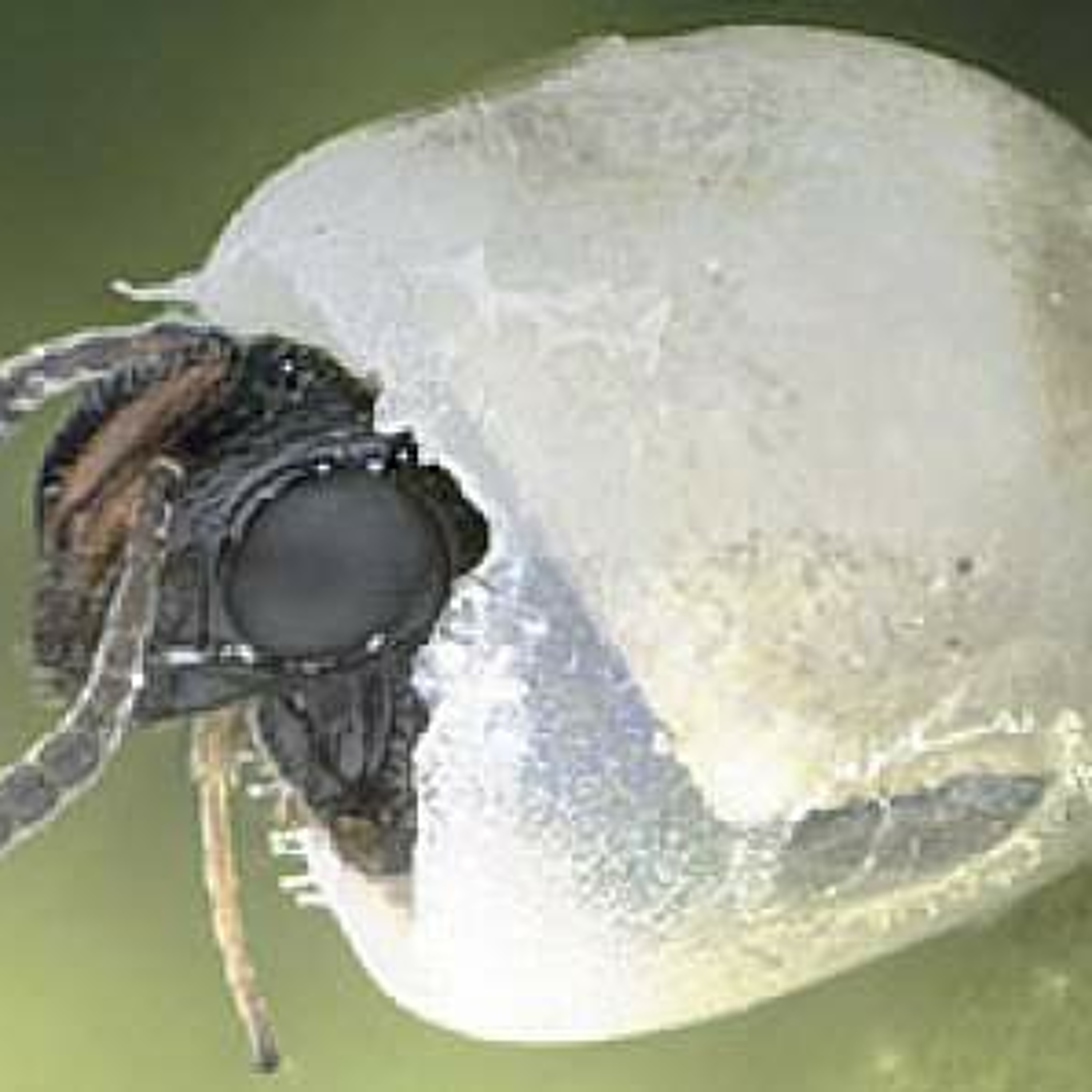 Stink bug may meet its match in tiny wasp. Ag Minute Oct. 28, 2015