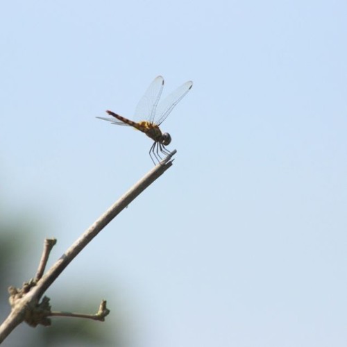 Asha Chilo Mone Mone - Porobashi