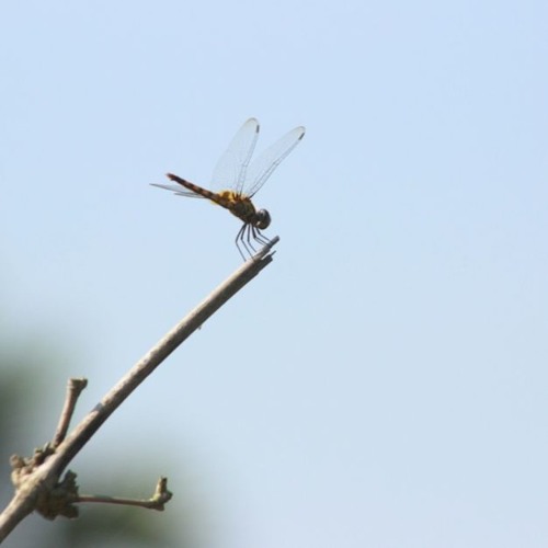 Tui Hese Uthle /  তুই হেসে উঠলে by Kabir Sumon