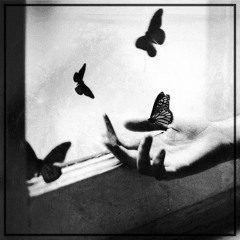 Mariposa Negra