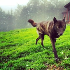 HYPER DOG