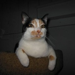 lovable cat @ his best!