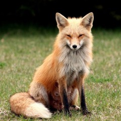 Jota - Slow Fox