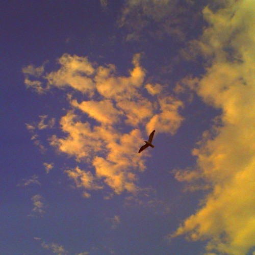 soar