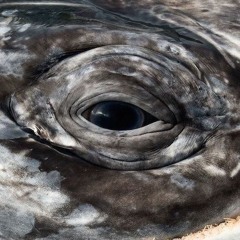 أحلام شقية - طاهر مامللي