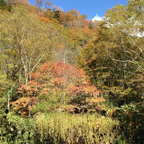 Love is Lord of All & Hayate's Jig