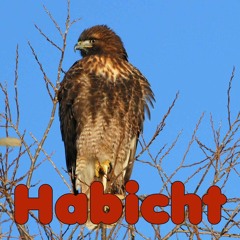 Habicht