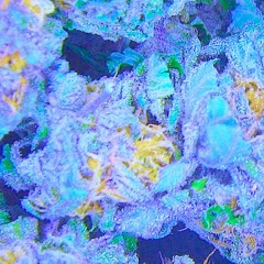 Rollin' Up [Free DL]