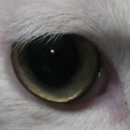 Stream ThrowDinosaurs Listen to More Electronic Stuff. playlist