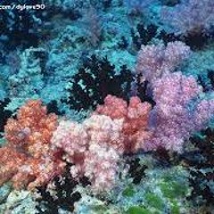 珊瑚海