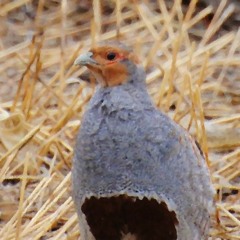 UploanderPodcastEpisode2 - Huns