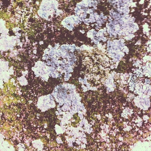 SHM Podcast #40: Shosenkyo by Adzuki