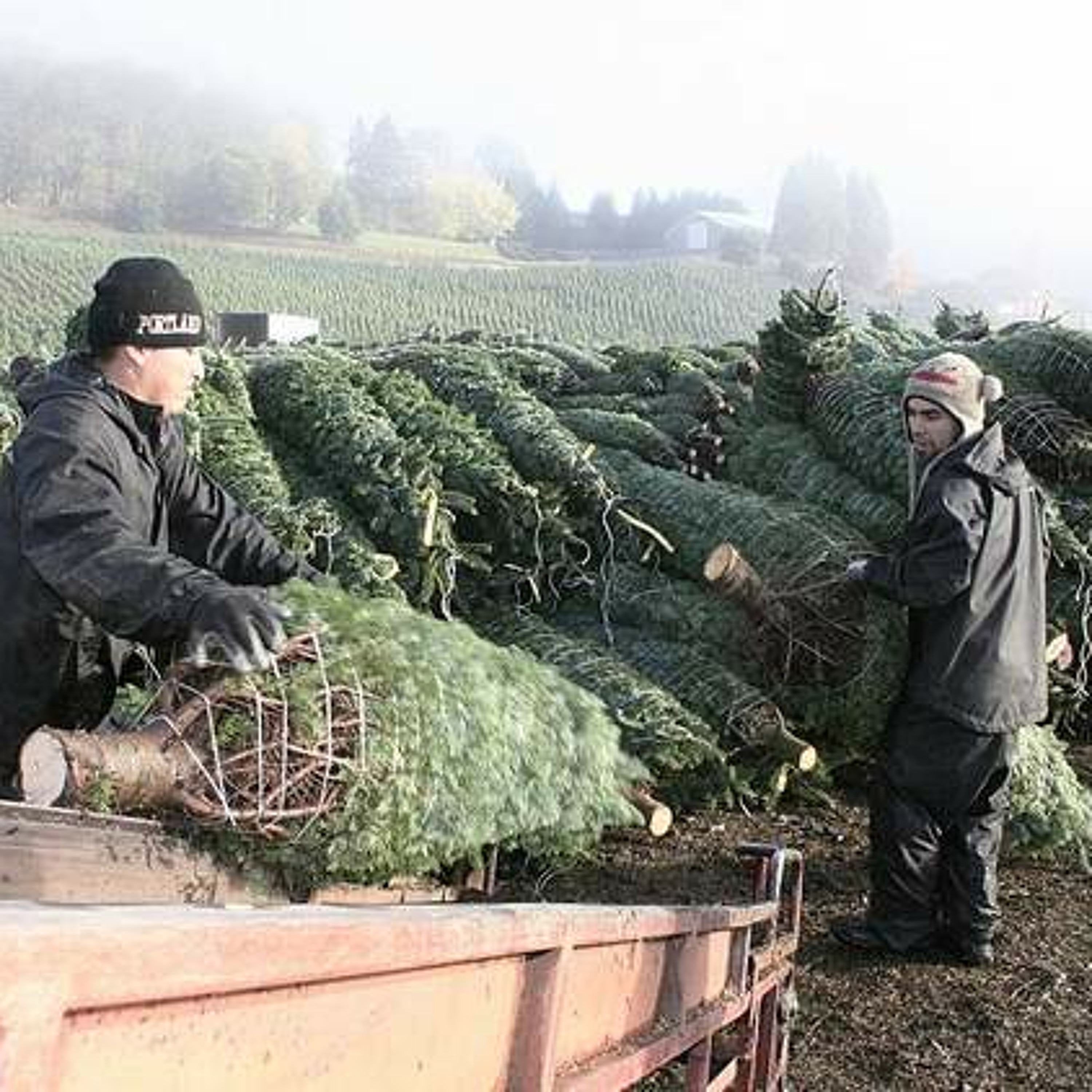 New Christmas tree checkoff prepares for fee collection. Ag minute for Oct. 29, 2015 episode artwork