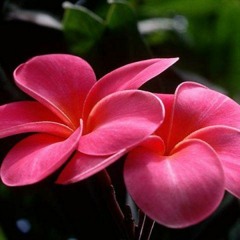 سورة مريم - الشيخ وديع اليمني