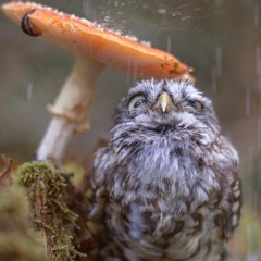 Floof - rough mixdown