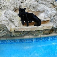 Noirot et La Piscine - Tech's'House (Cow-Boys)